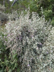 Malacothamnus jonesii