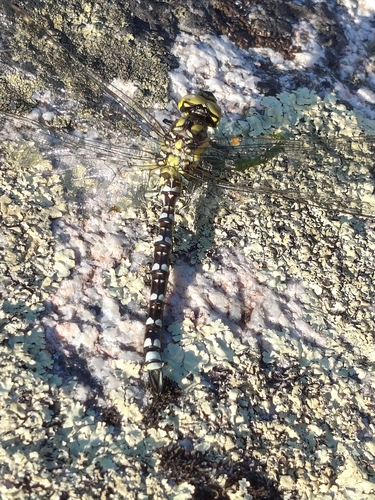 Southern Hawker