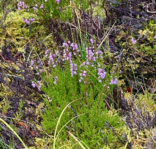common heather