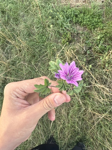 Common Mallow