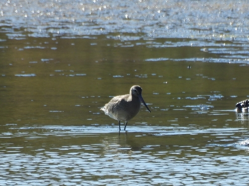Bar-tailed Godwit