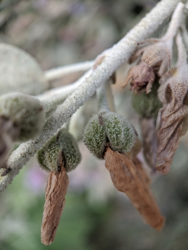 Image of Malacothamnus jonesii by no rights reserved