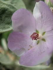Malacothamnus jonesii