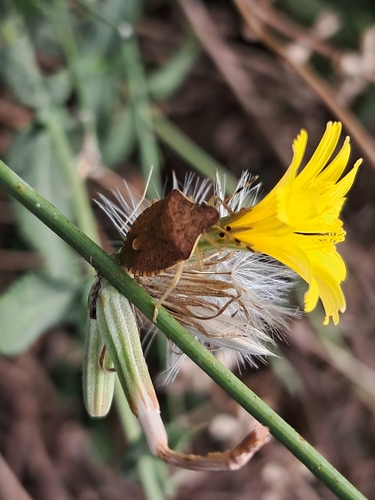 Peribalus strictus vernalis