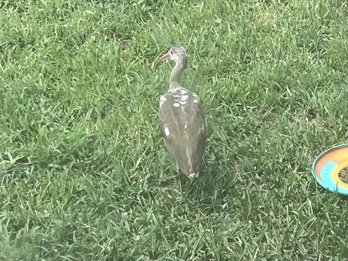 White Ibis