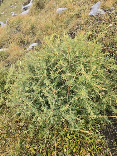 European larch