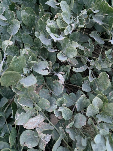 Caper Bush