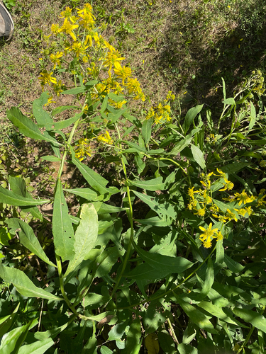 Wingstem