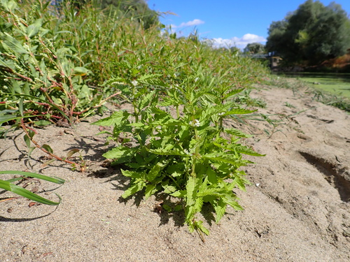 European water-horehound