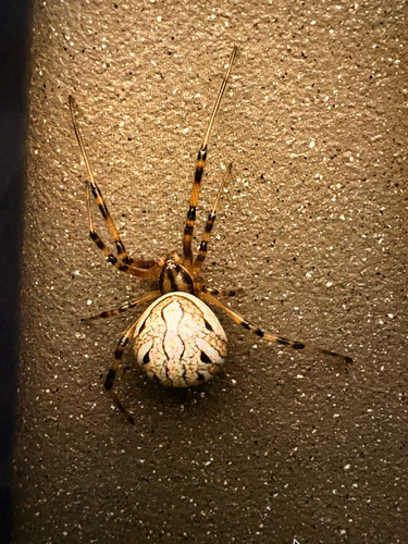 Western Black Widow