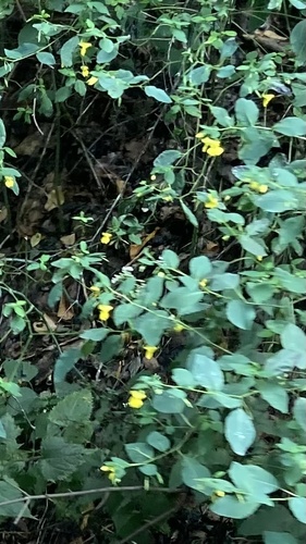 pale jewelweed
