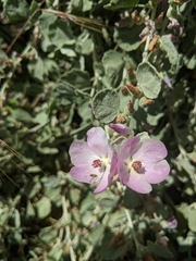 Malacothamnus jonesii