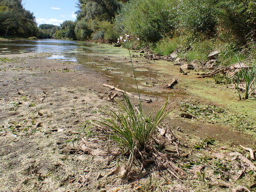 Flowering-rush