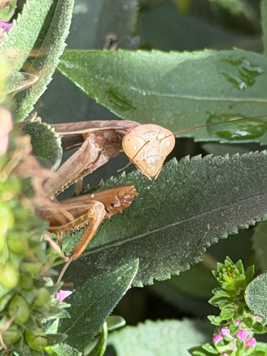 European Mantis