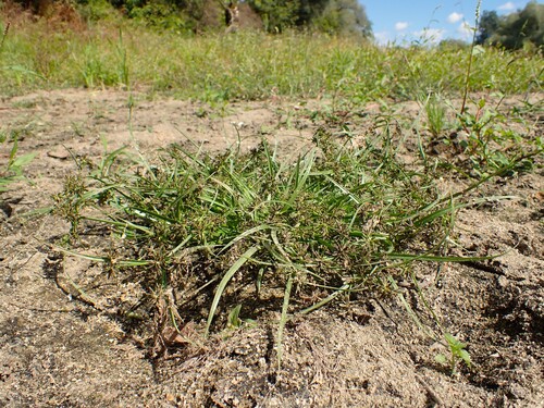 Brown Flatsedge