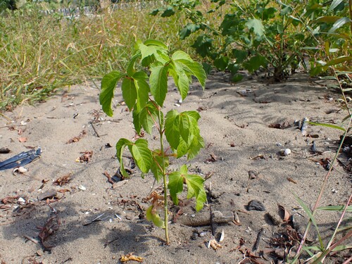 box elder