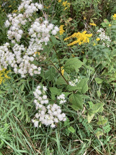 white snakeroot