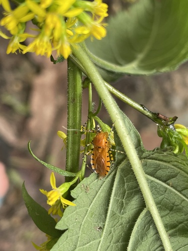 Orange Assassin Bug