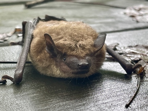 Big Brown Bat