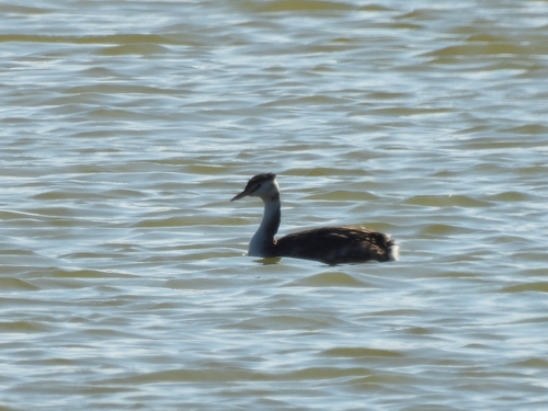 Great Crested Grebe
