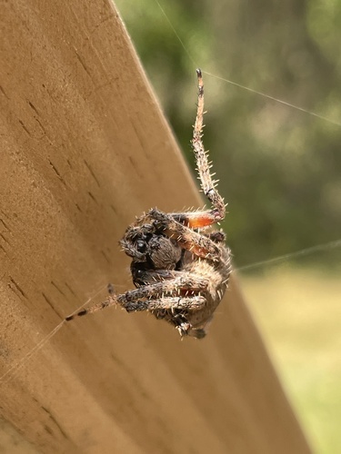 Spotted Orbweaver