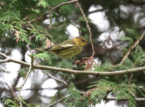 Cape May Warbler