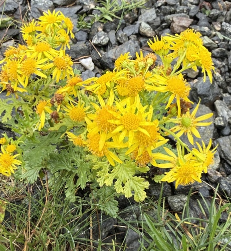 ragwort
