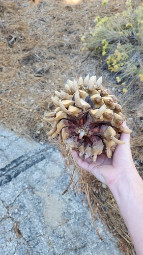 Pinus coulteri, photograph 2