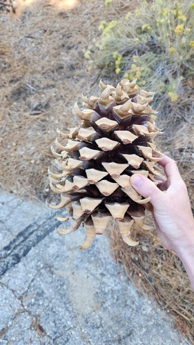 Pinus coulteri, photograph 3