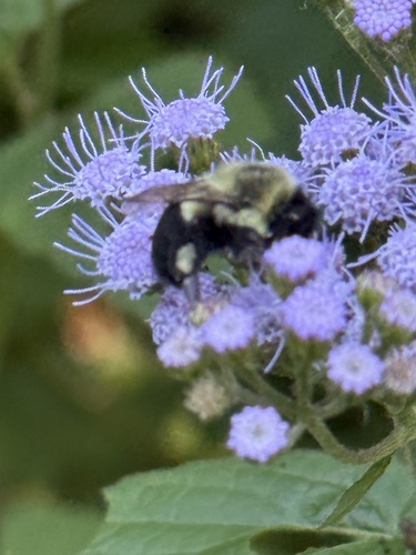 Common Eastern Bumble Bee