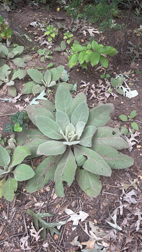 great mullein