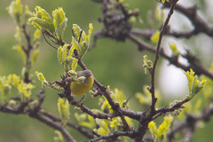 Leiothlypis ruficapilla