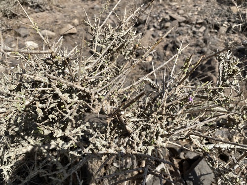 Southern Boxthorn