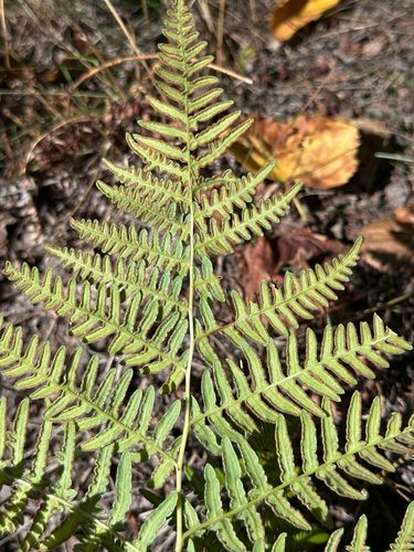 Hairy brackenfern