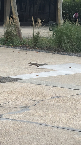 Eastern Gray Squirrel