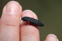 Lacon punctatus