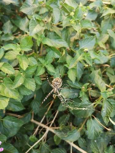 Lobed Argiope