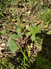 Geranium sylvaticum