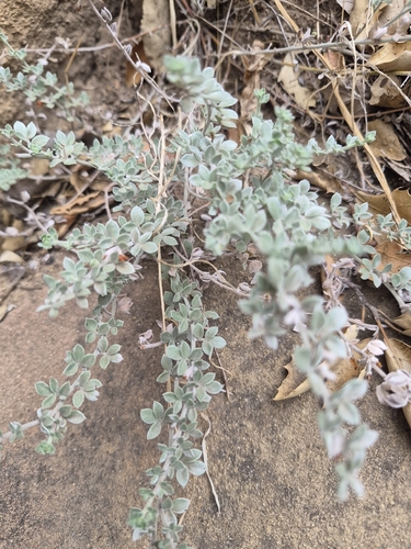 Acmispon argophyllus observed 2026-09-17