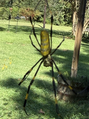 Joro Spider