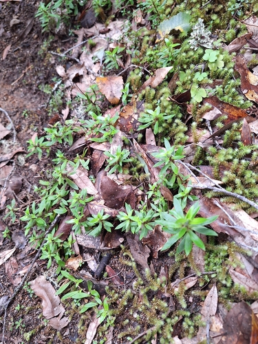 Anaphalioides trinervis, photograph 4