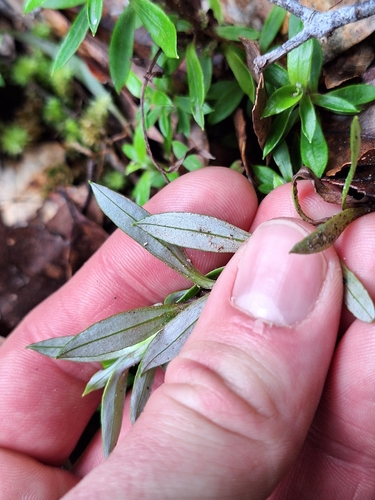 Anaphalioides trinervis, photograph 5