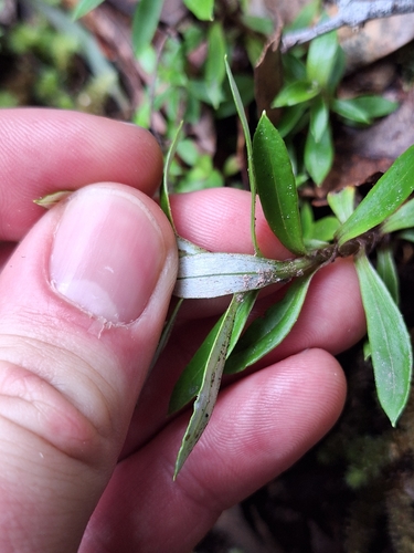 Anaphalioides trinervis, photograph 6
