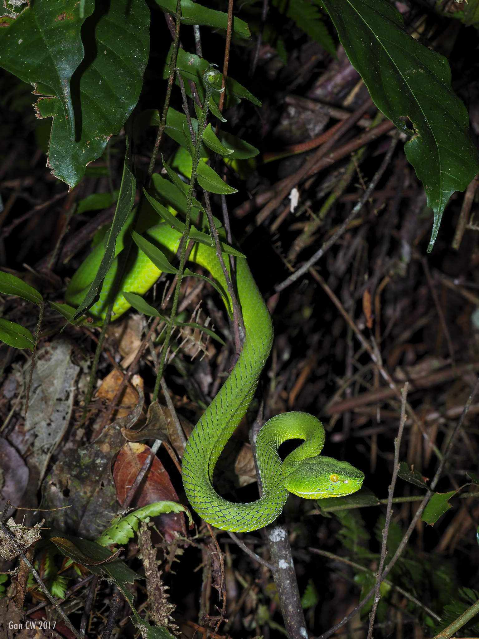 Cameron Highlands Pitviper (Trimeresurus nebularis) · iNaturalist