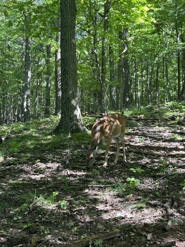 White-tailed Deer