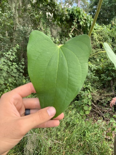 Dioscorea alata observed 2026-09-17
