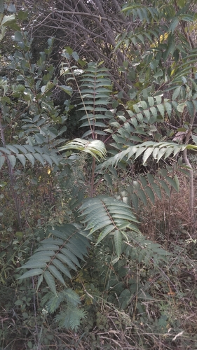 tree-of-heaven