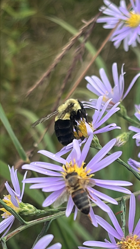 Common Eastern Bumble Bee