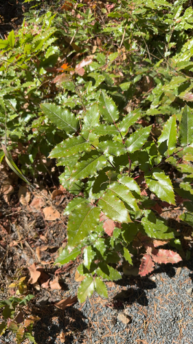 Oregon grape