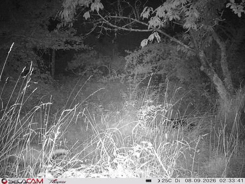 European Badger